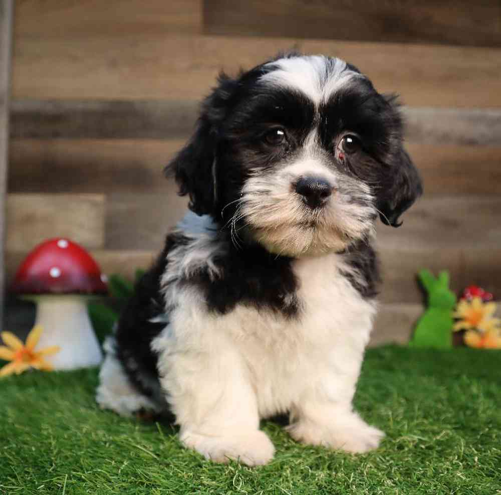 carousel pet images