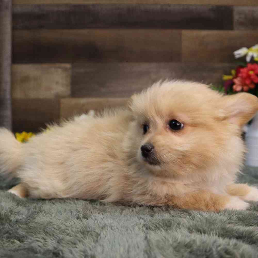carousel pet images