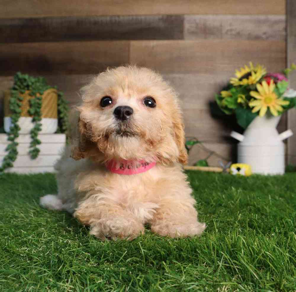 carousel pet images