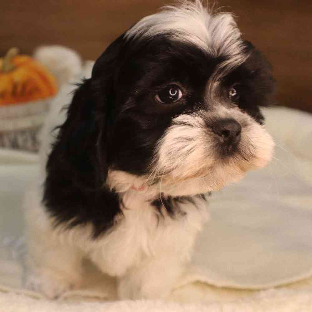 carousel pet images