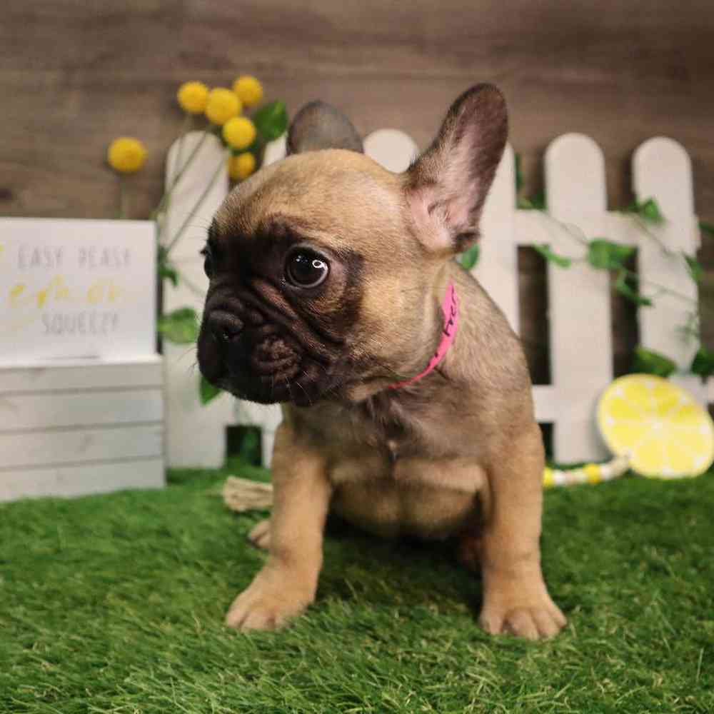 Female French Bulldog Puppy for Sale in Blaine, MN