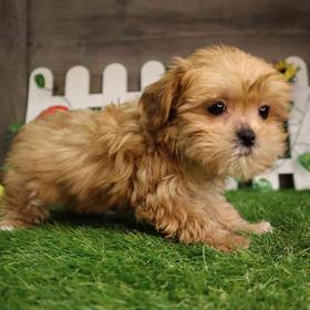 Shorkie