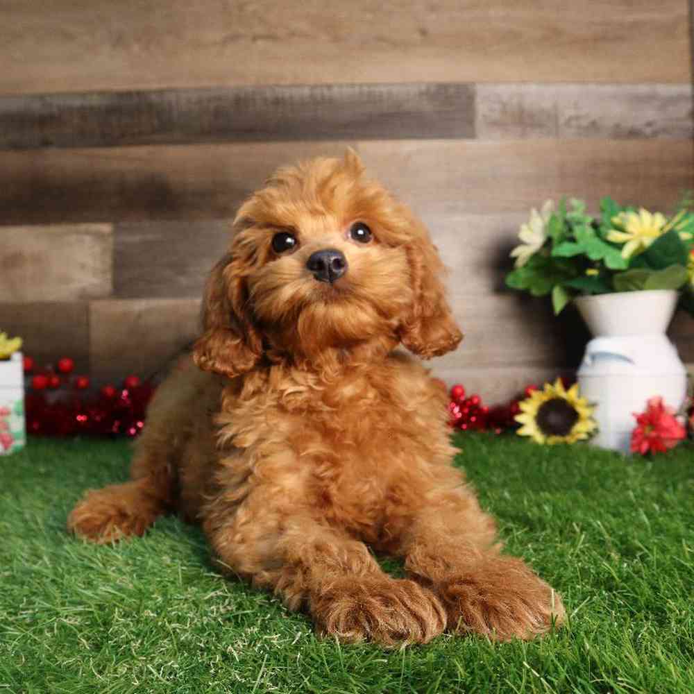 Male Bichon-Poo Puppy for Sale in Blaine, MN