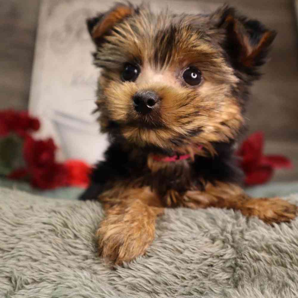 Female Yorkshire Terrier Puppy for Sale in Blaine, MN