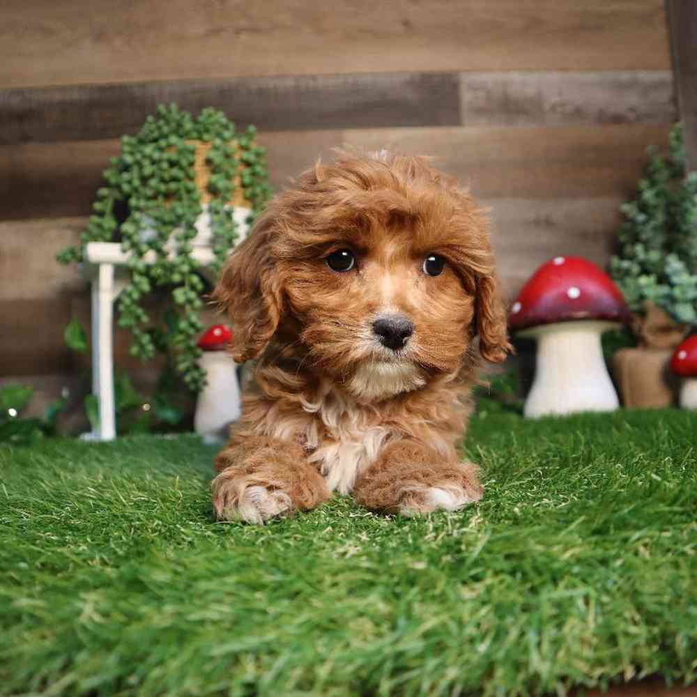 carousel pet images