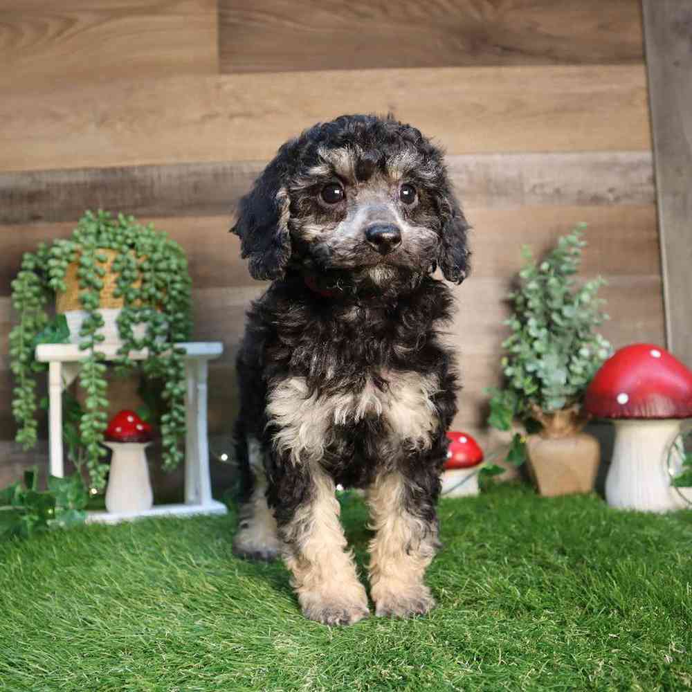 carousel pet images