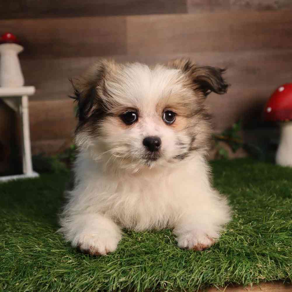 Female Pomshi Puppy for Sale in Blaine, MN