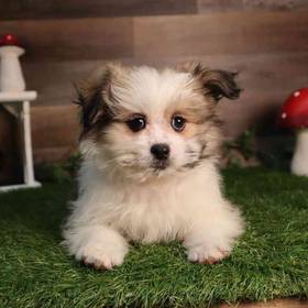 Pomshi