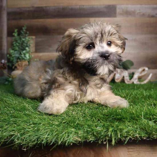 Arlo