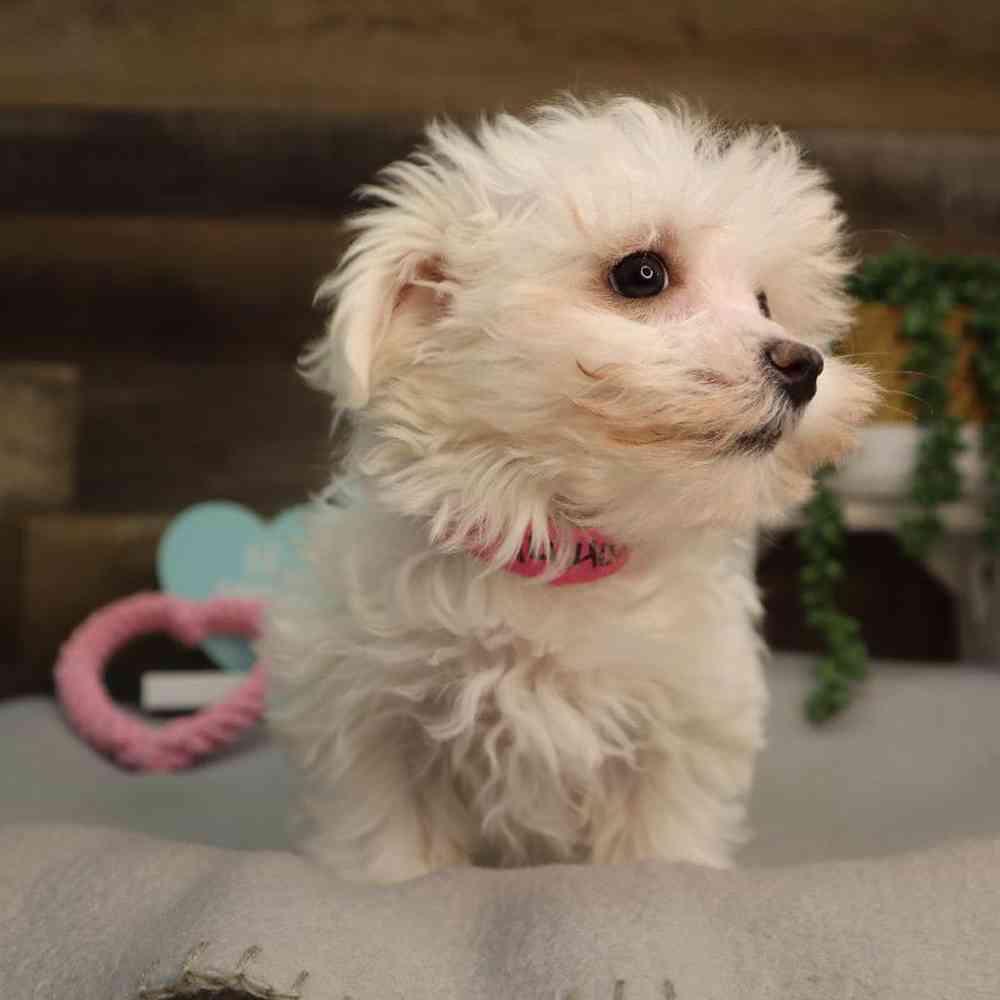 Female Maltese Puppy for Sale in Blaine, MN