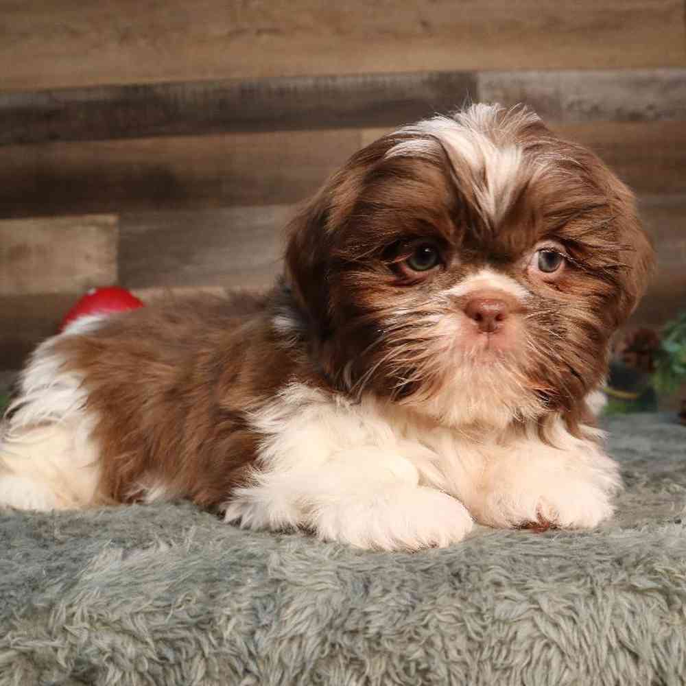 carousel pet images