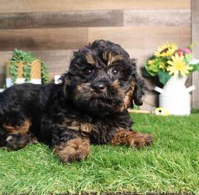 Mini Bernedoodle 2nd gen