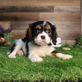 Cavalier King Charles Spaniel