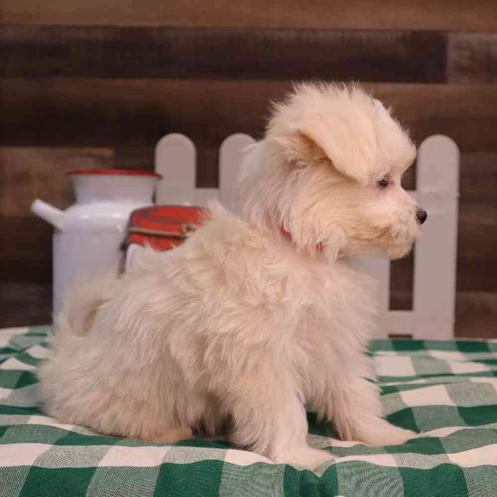 carousel pet images