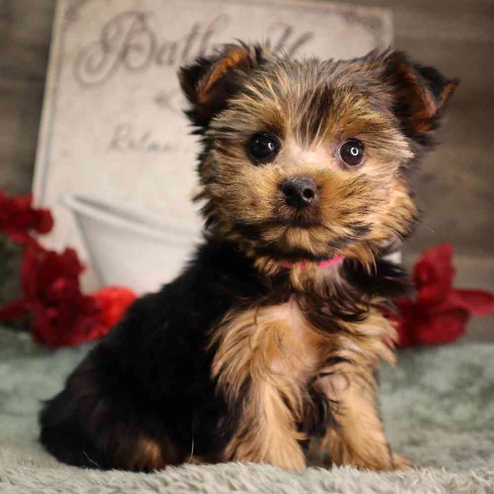 Female Yorkshire Terrier Puppy for Sale in Blaine, MN