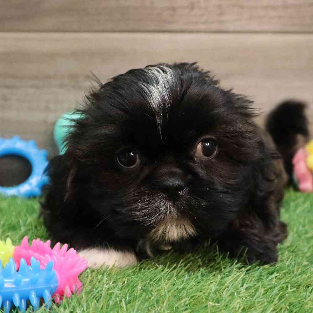 Female Shih Tzu Puppy for sale