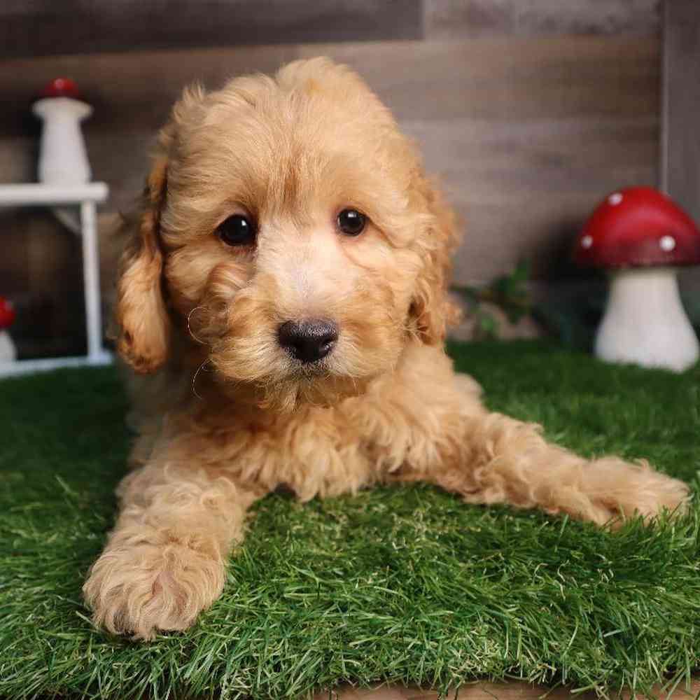 carousel pet images