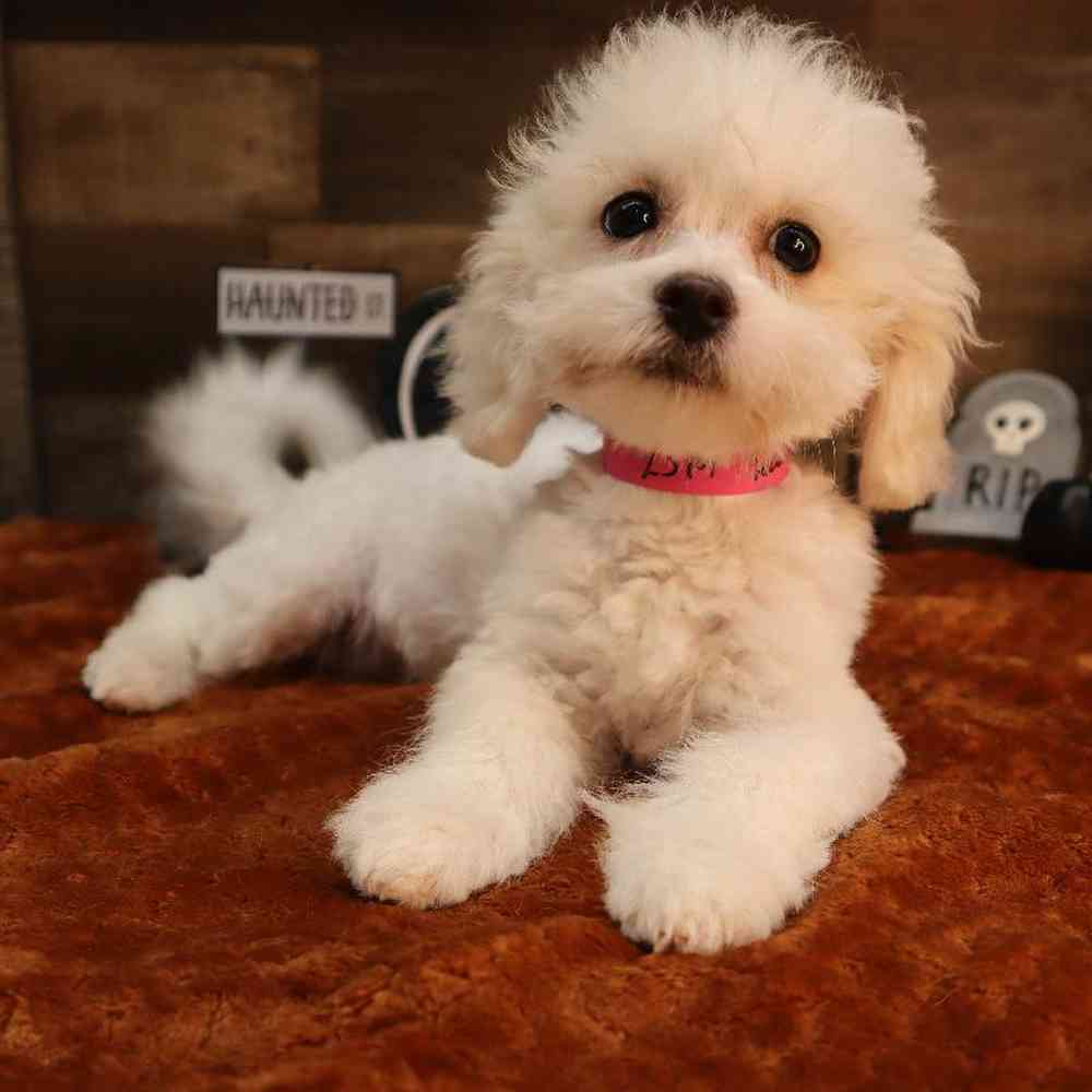 carousel pet images