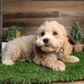 Cockapoo