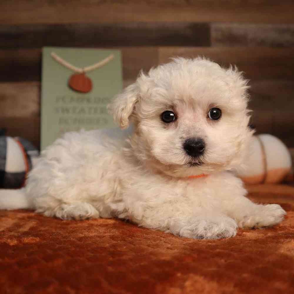 Male Maltipoo Puppy for Sale in Blaine, MN