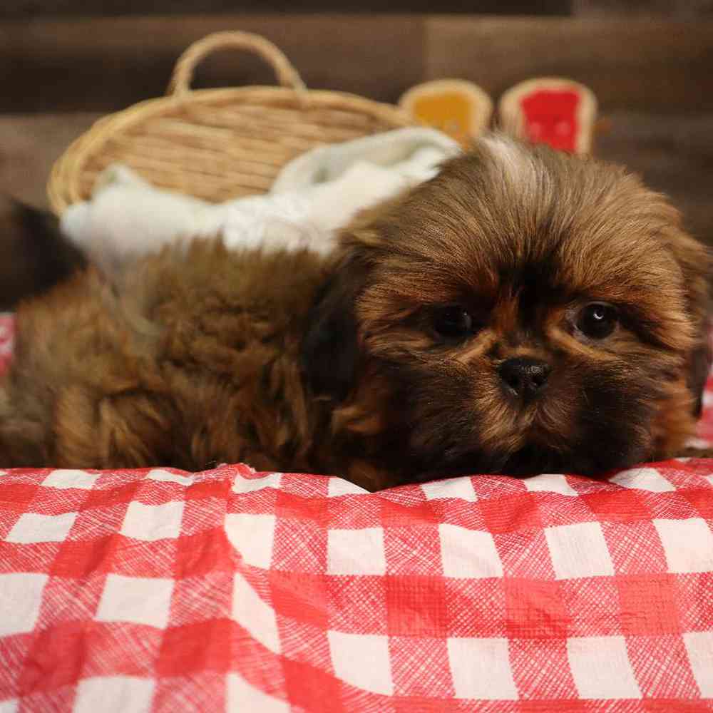 Female Shipoo Puppy for Sale in Blaine, MN