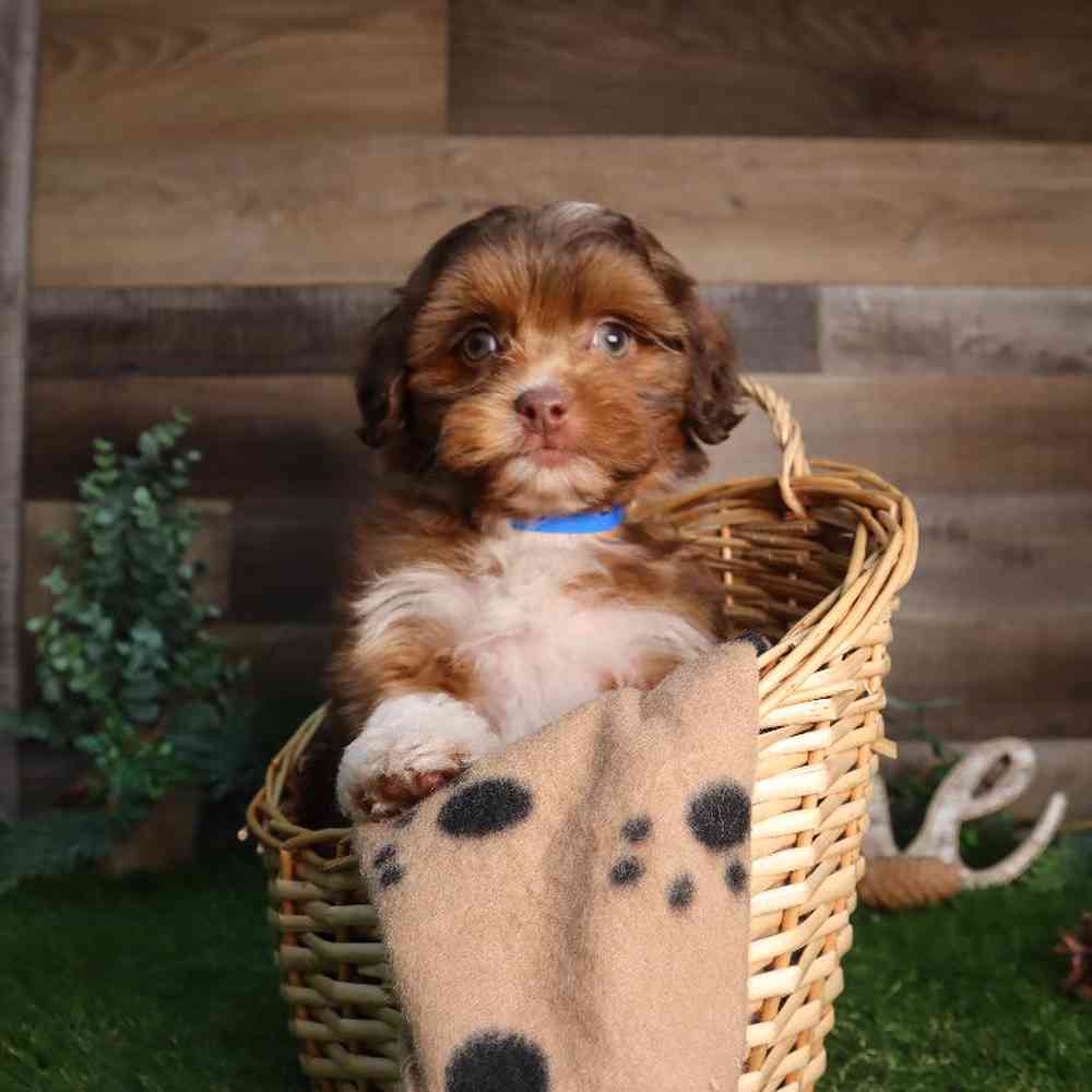carousel pet images