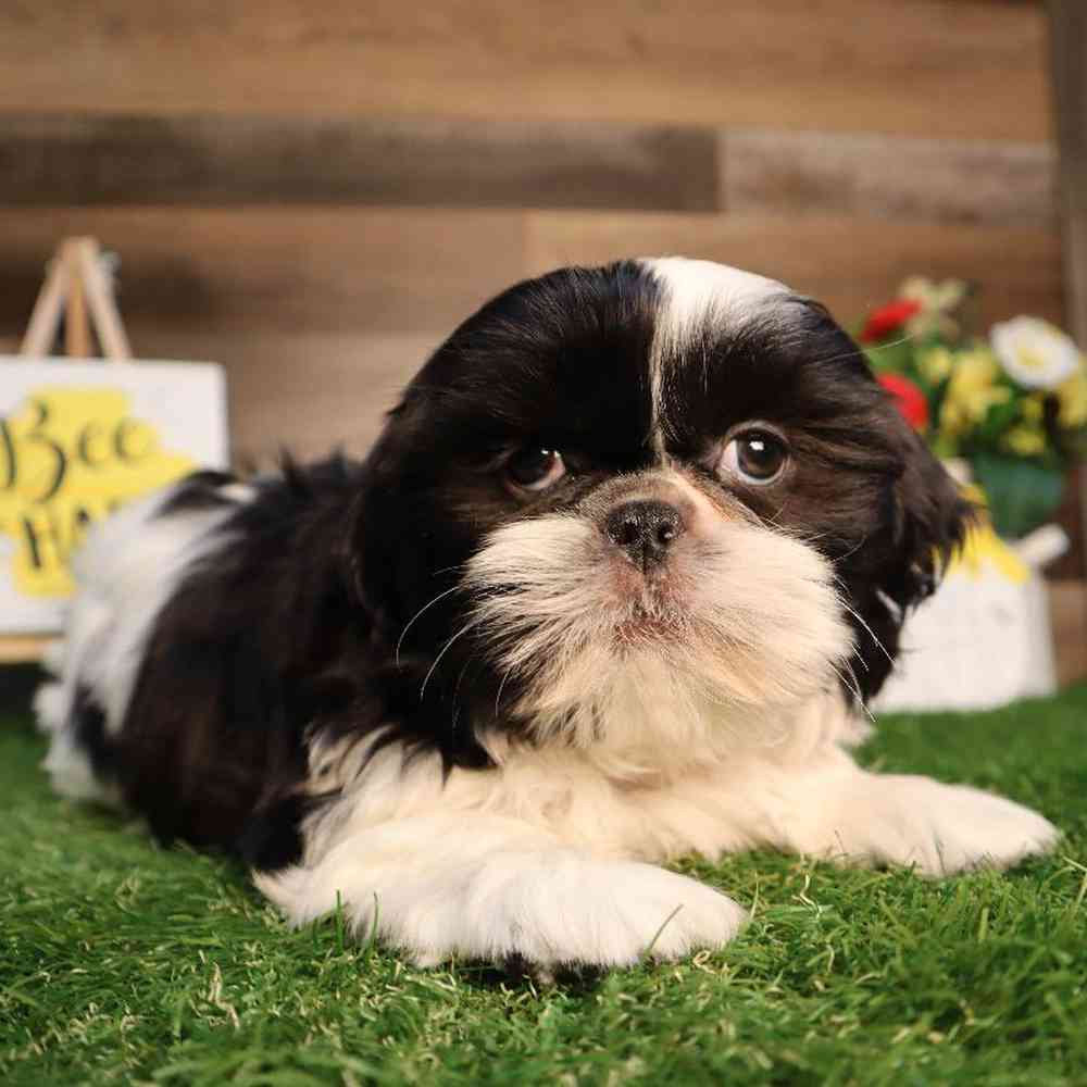carousel pet images