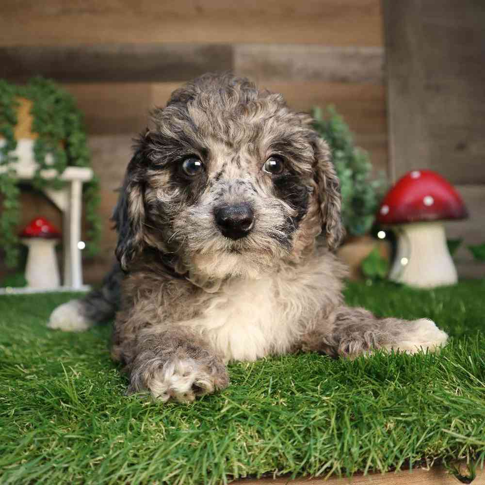 carousel pet images