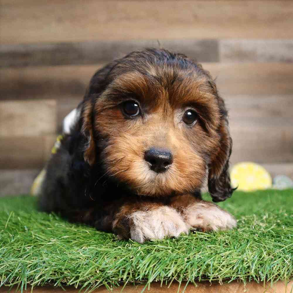 Male Shipoo Puppy for Sale in Blaine, MN