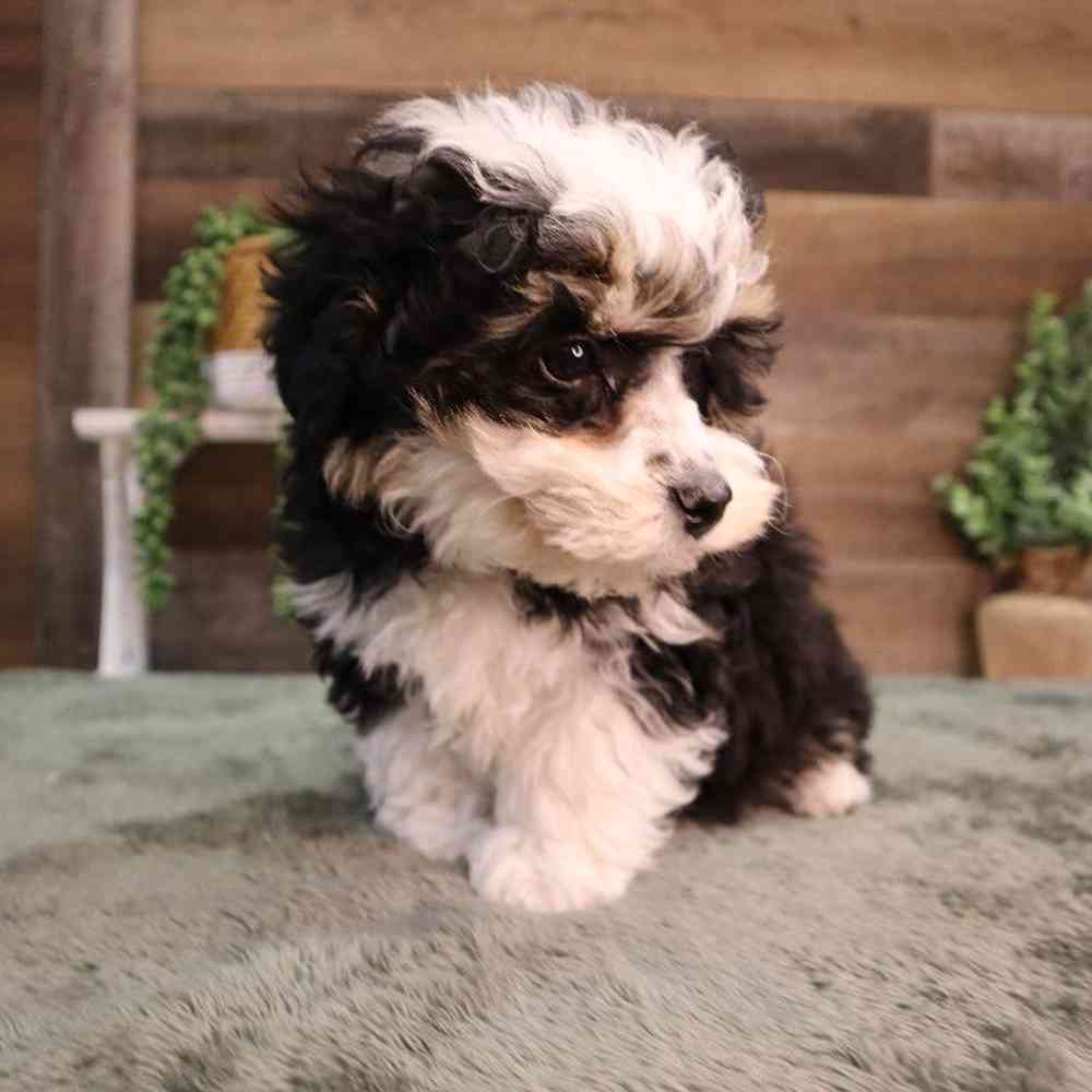 carousel pet images