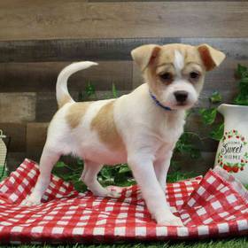 Shih Tzu-Rat Terrier