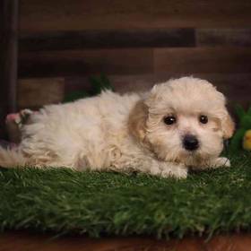 Maltipoo