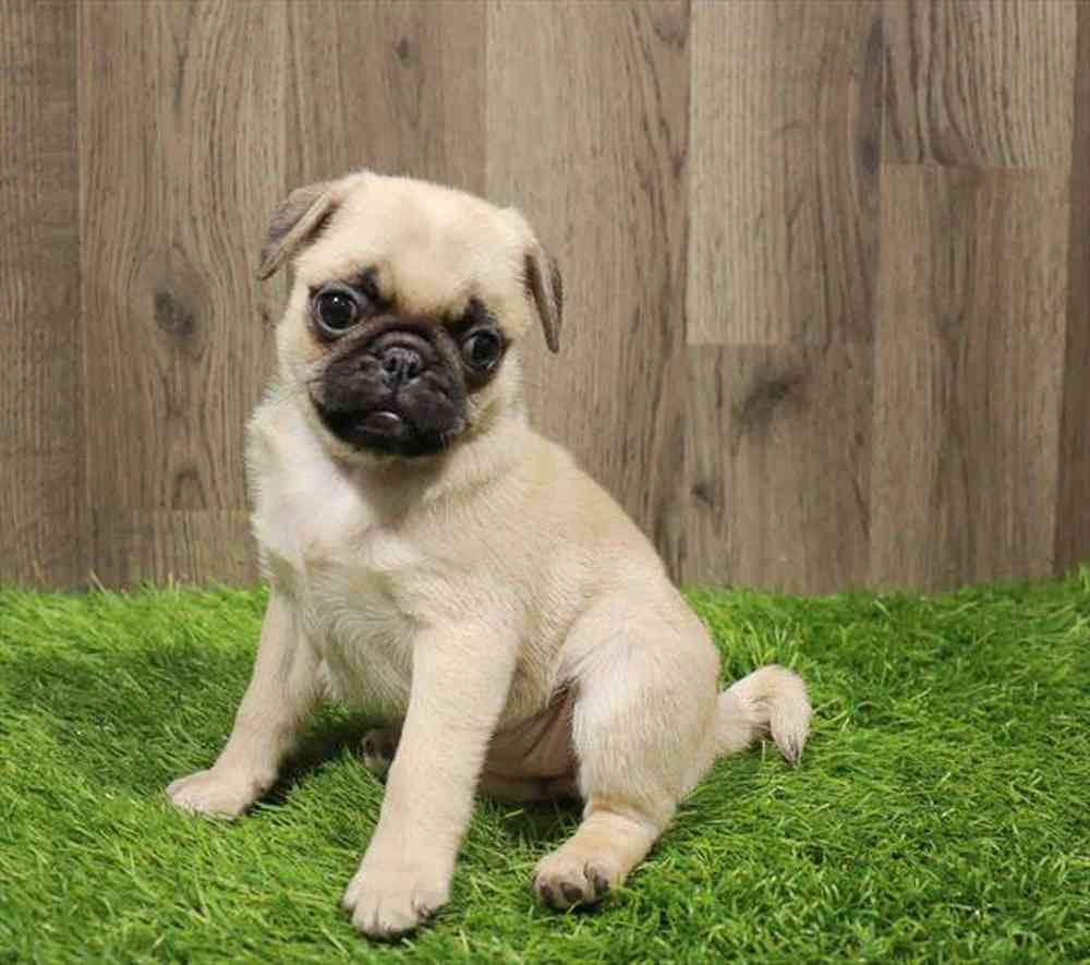 carousel pet images