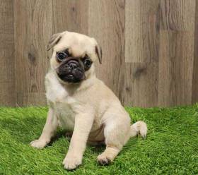 Pug