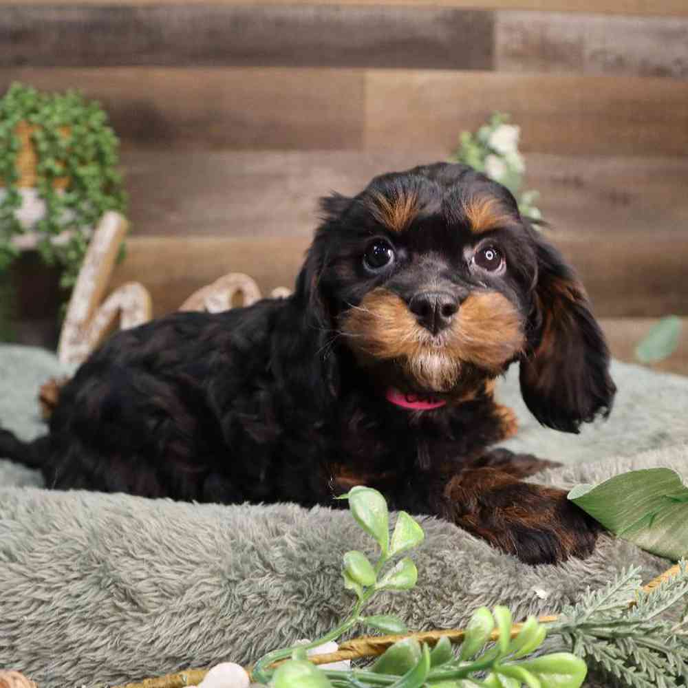 carousel pet images