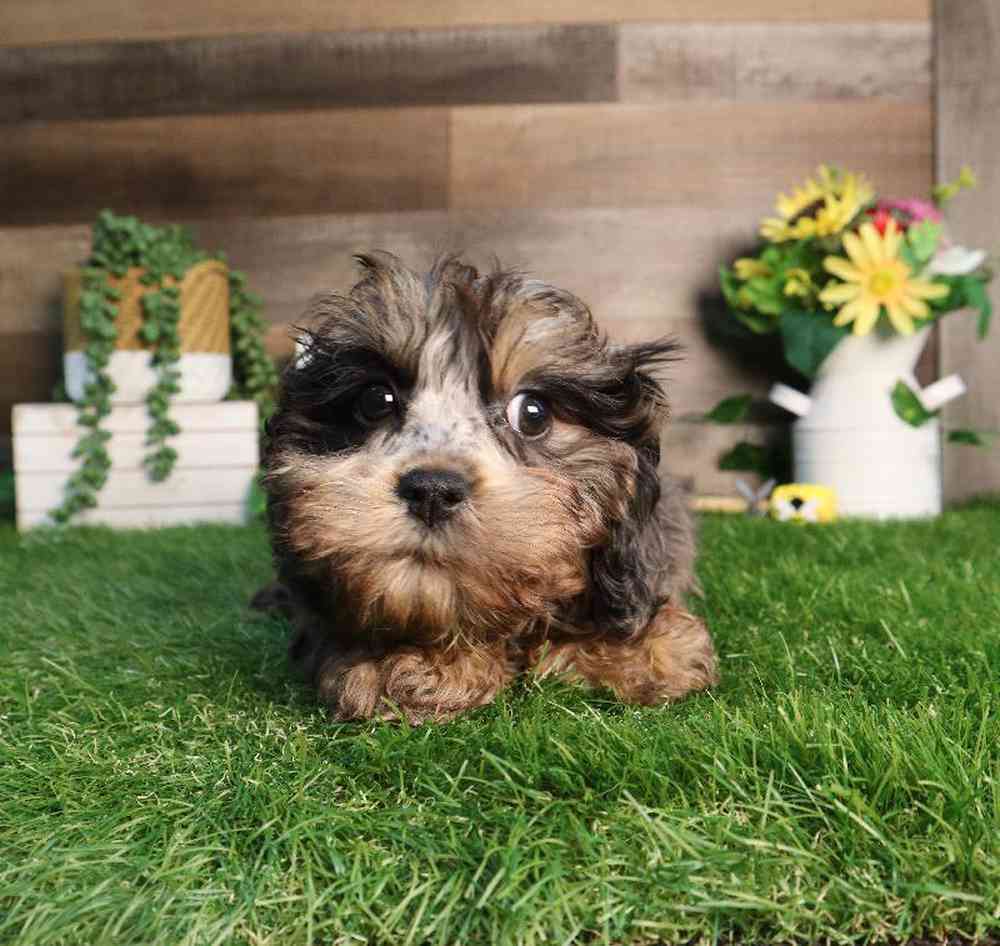 carousel pet images