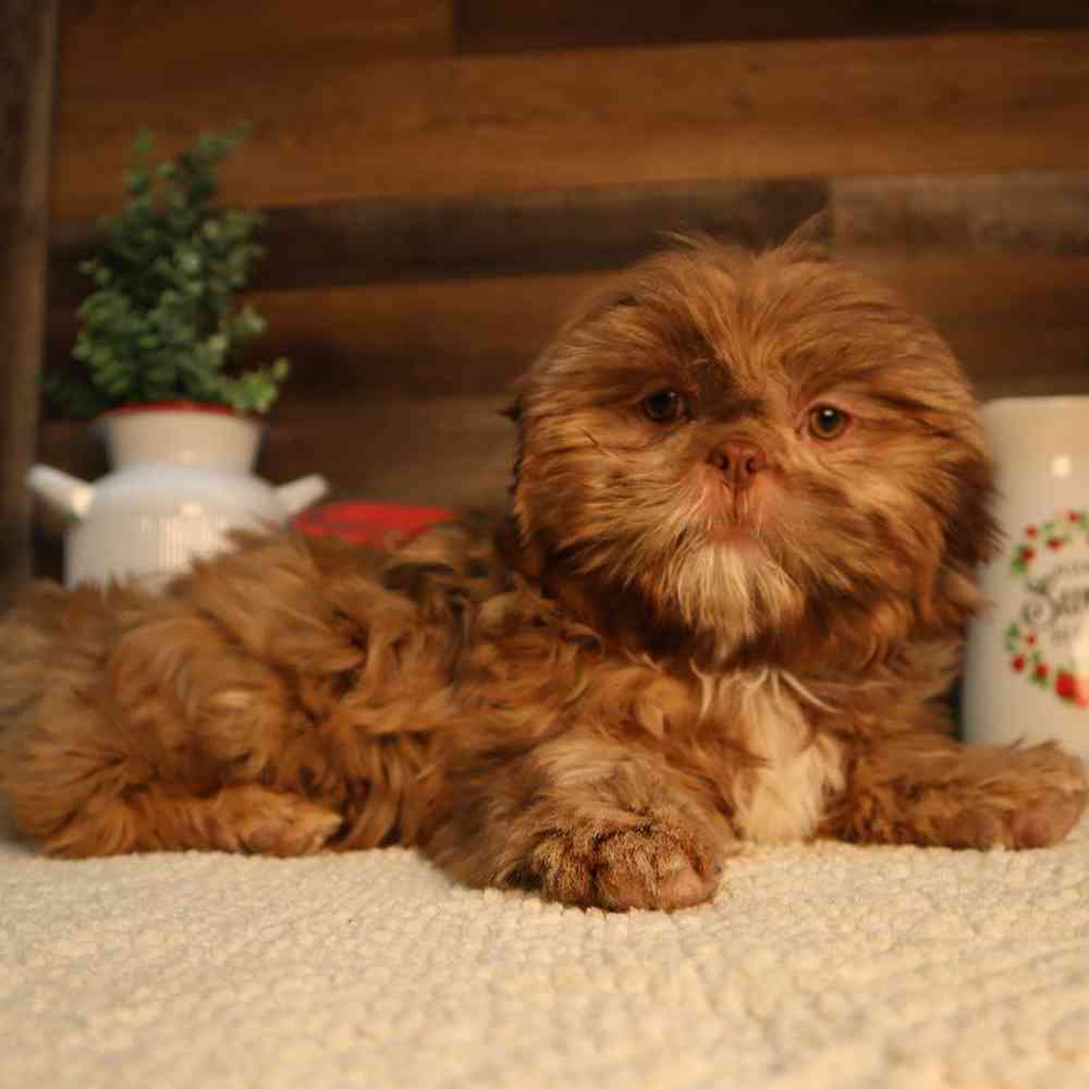 carousel pet images