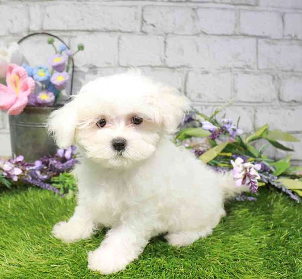carousel pet images