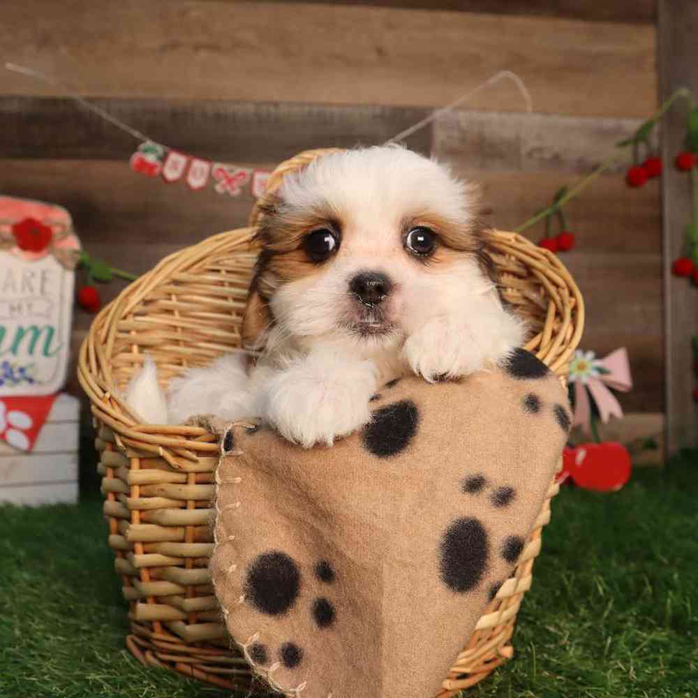 carousel pet images