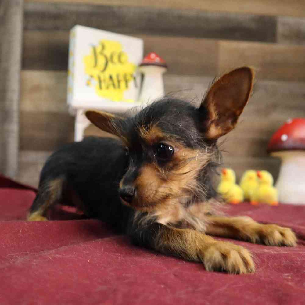carousel pet images
