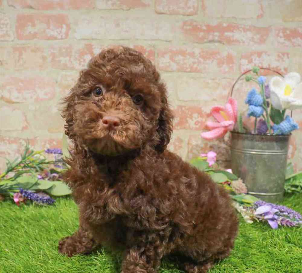 carousel pet images