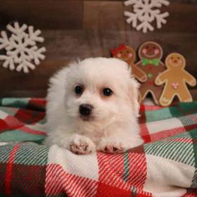 Bichon Frise