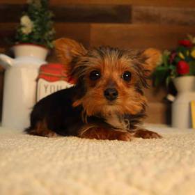 Yorkshire Terrier