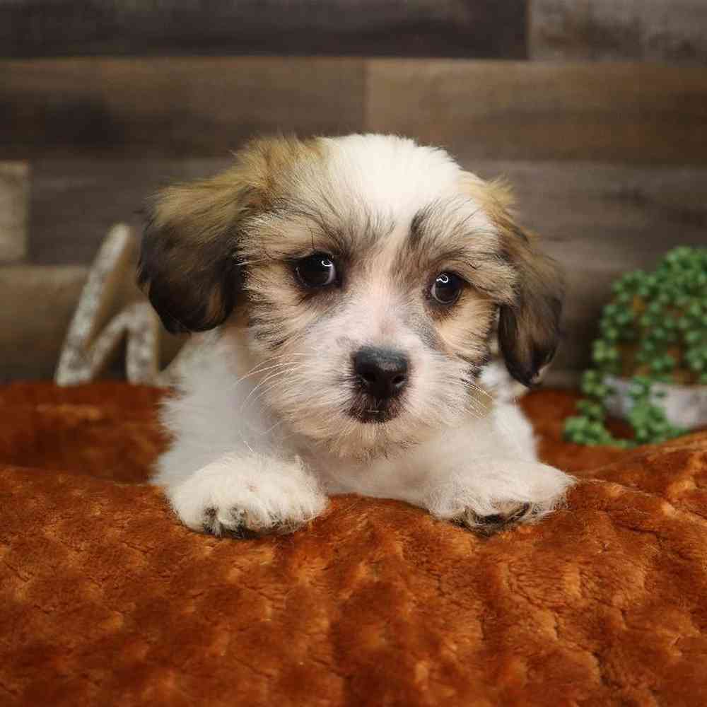 carousel pet images