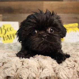Shih Tzu