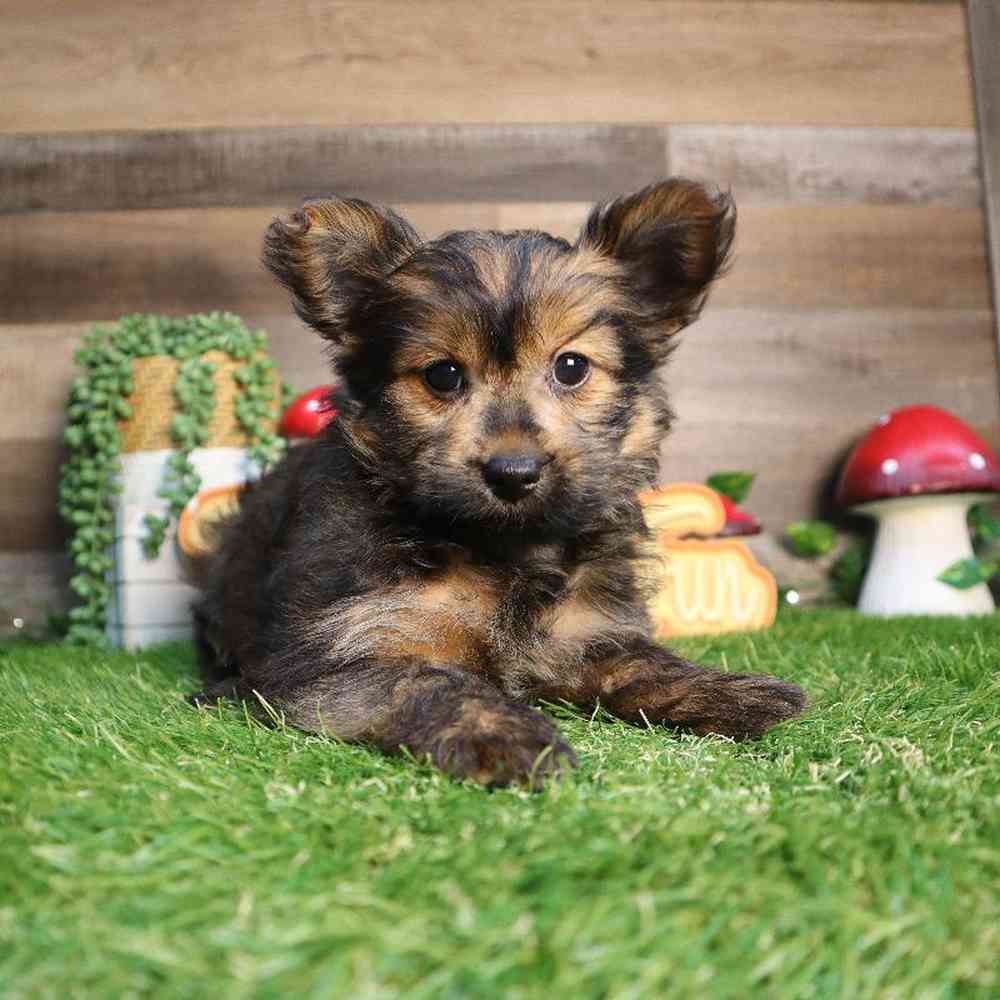 carousel pet images
