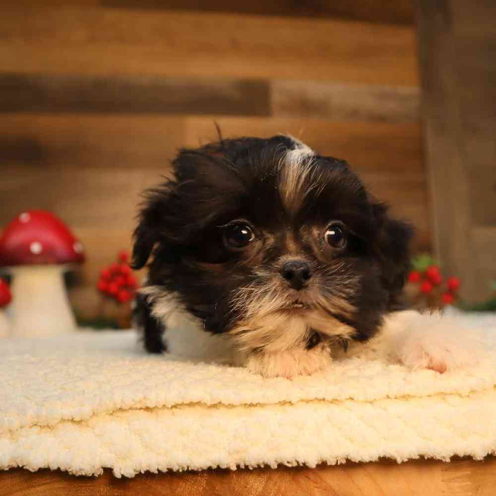 carousel pet images