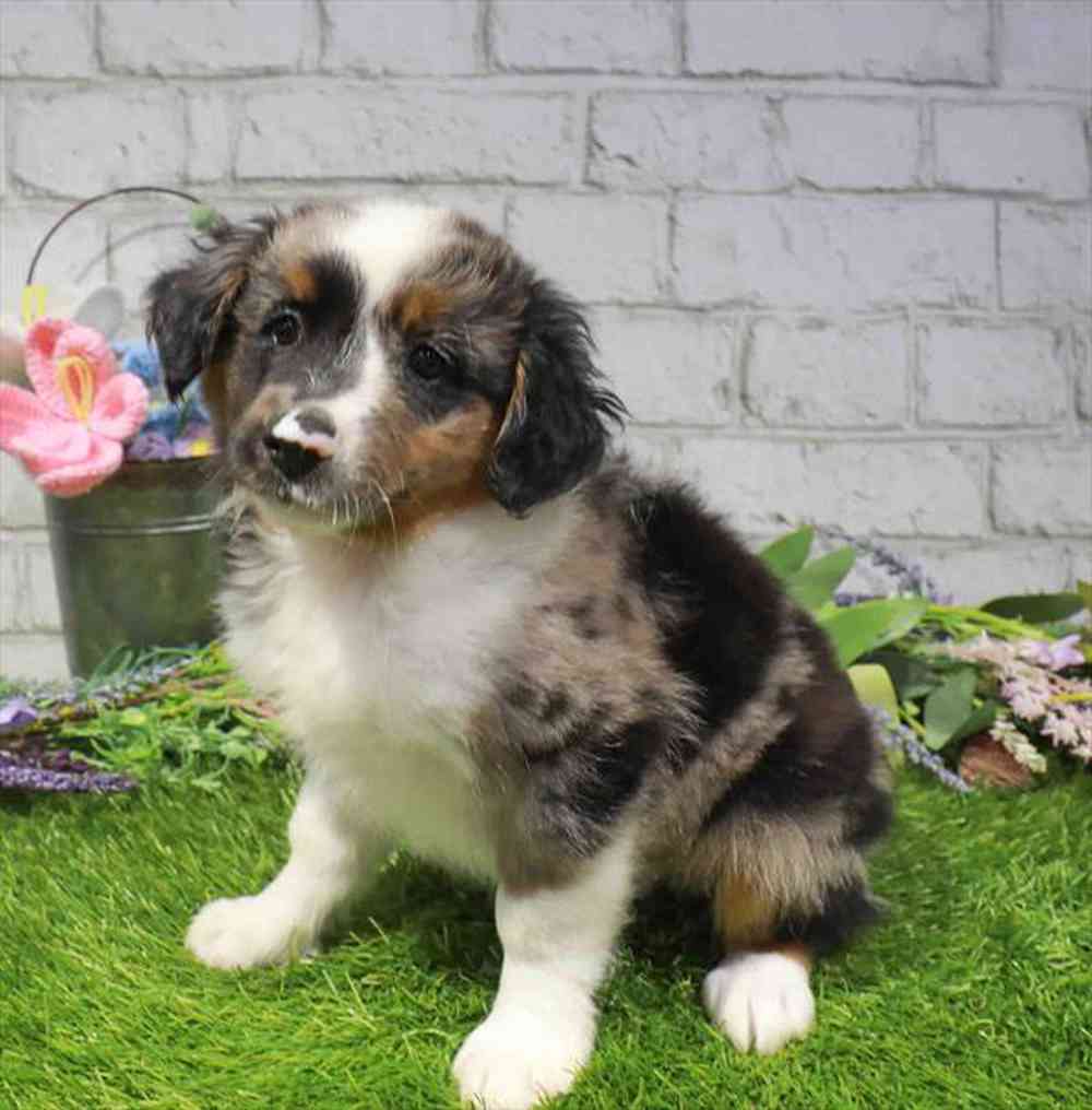 carousel pet images