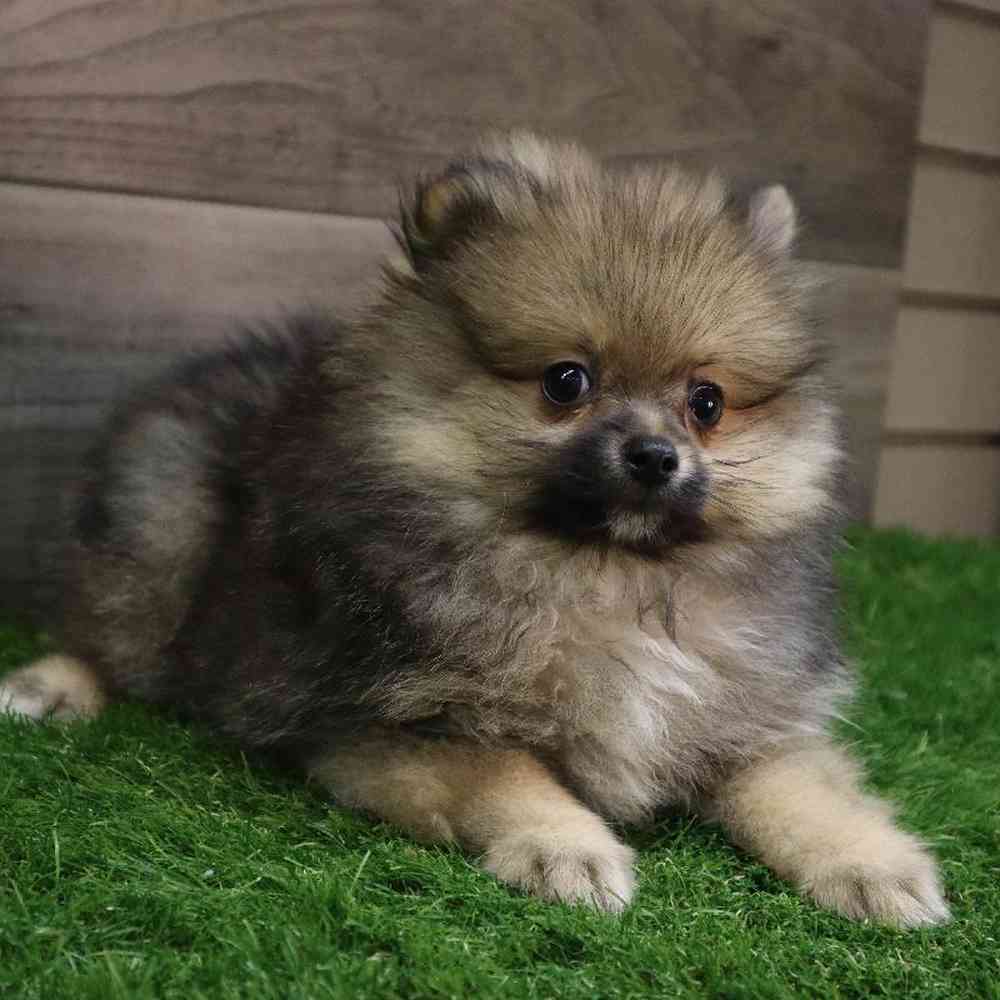 Male Pomeranian Puppy for sale