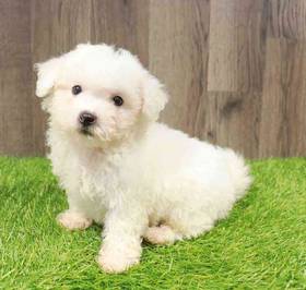 Bichon Frise